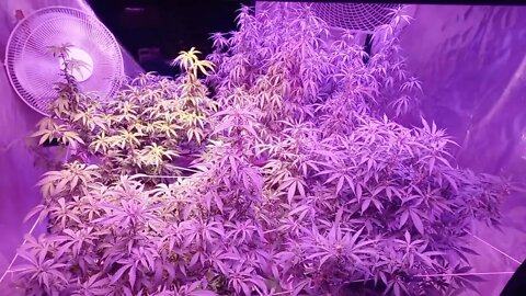 Cannabis in Bloom week 2 Native Sun Genetics 🌞