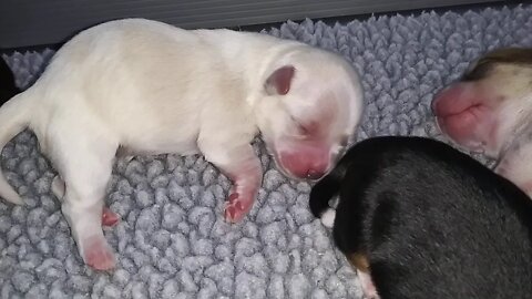 "I" Litter - Day 3