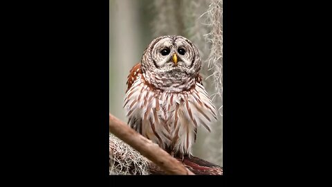 Owl dance