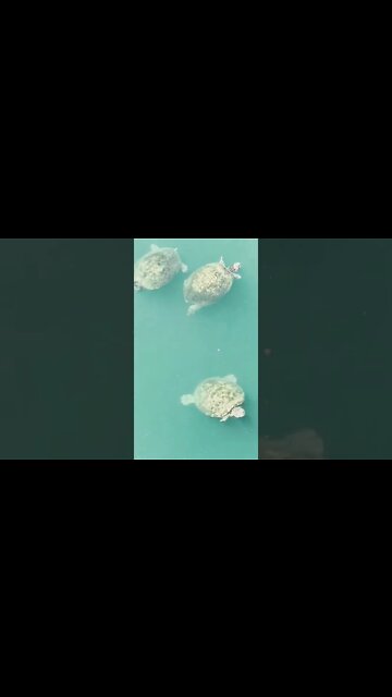 🙀 Crazy Turtle Invasion! 🐢🐢🐢 #shorts