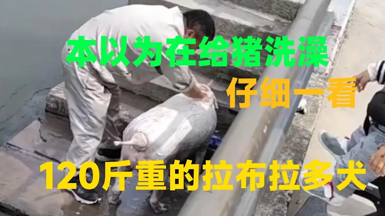 本以为是在给一只猪洗澡，不料狗头一回才看清，120斤的拉布拉多