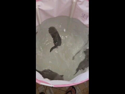 BEST FUNNY ANIMALS 2024