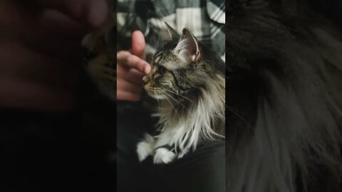 KUCING LUCU #PART 50