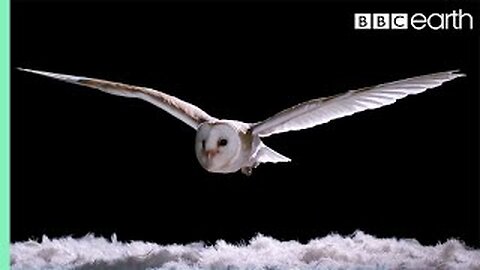 What is the mechanism behind the owl's ability to fly noiselessly?