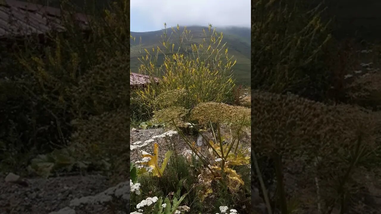 YAYLADAN DEĞİŞİK BİR ÇİÇEK TÜRÜ.