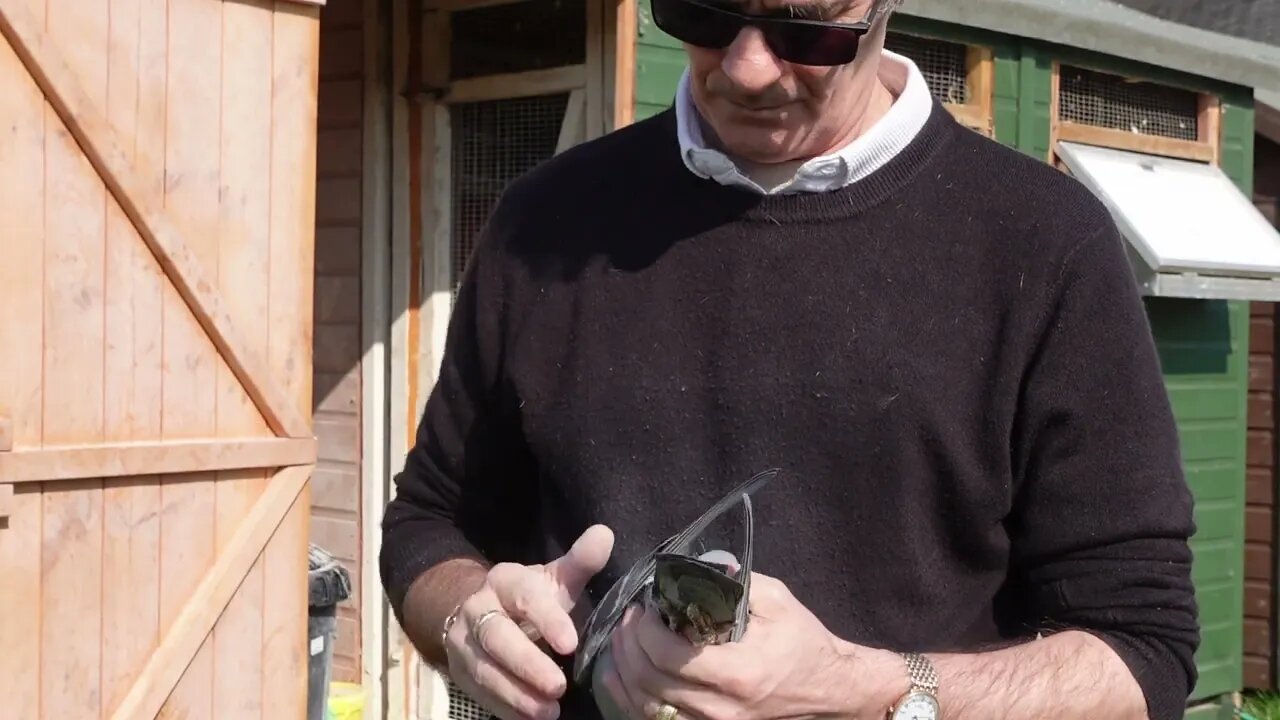 Handling some birds after Vaccination . Sony ZV1 .