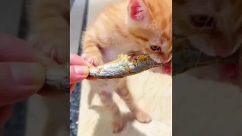 Kitten crunches cat eating