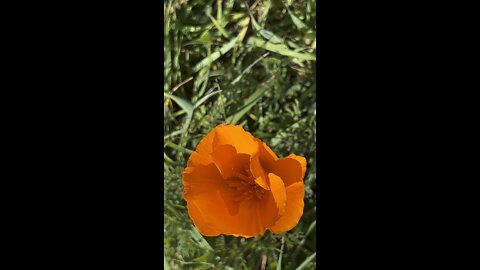 Gold Poppy Flower