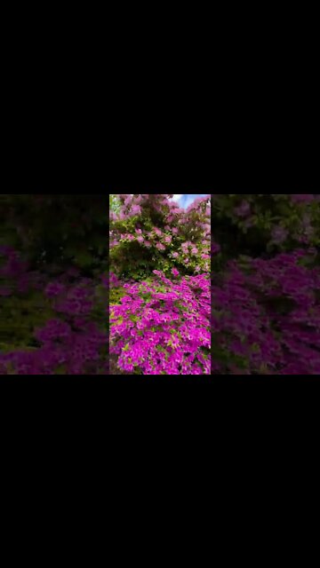 Large Flower bush at Spring Garden park