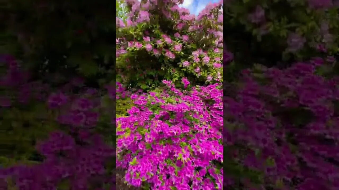 Large Flower bush at Spring Garden park