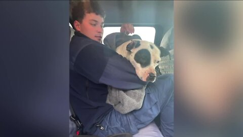 Coast Guard saves dog from Detroit River