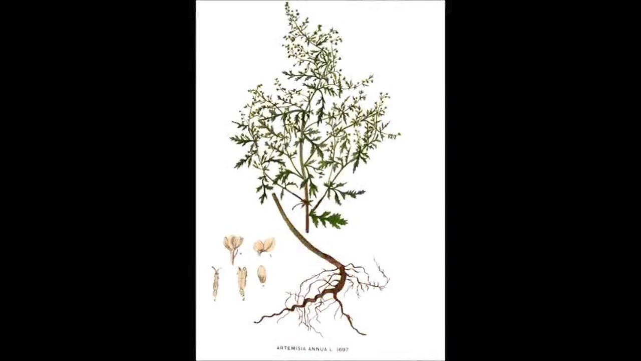 Wormwood