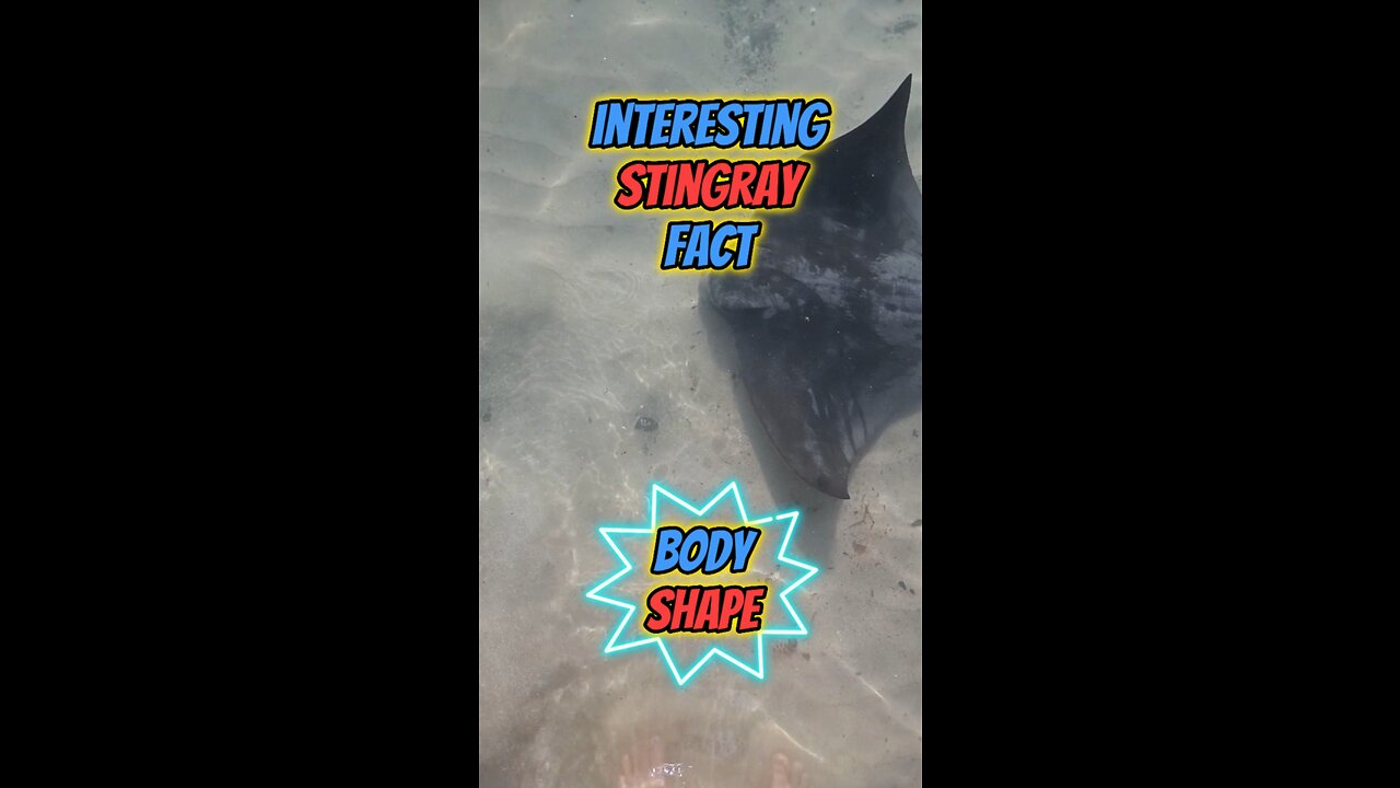 Interesting Stingray Fact | Body Shape #stingray #ocean