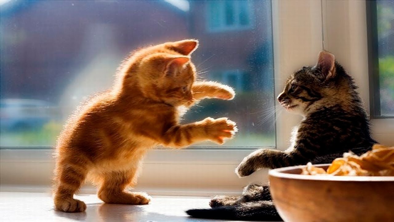 New Funny Animals Video 2023 l Funniest Cats and Dogs Videos l New Funny Video Of Cat And Dogs