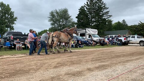 Horses pulling