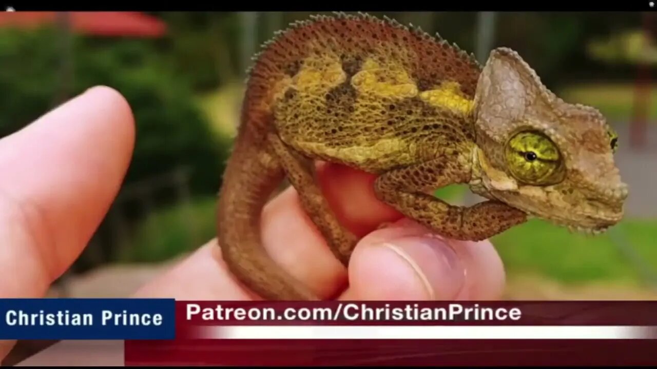 Christian Prince explain from authentic Hadith - how to kill household lizard