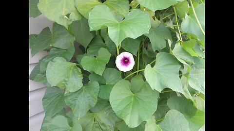 Sweet Potatoes Blooming 7/24/23