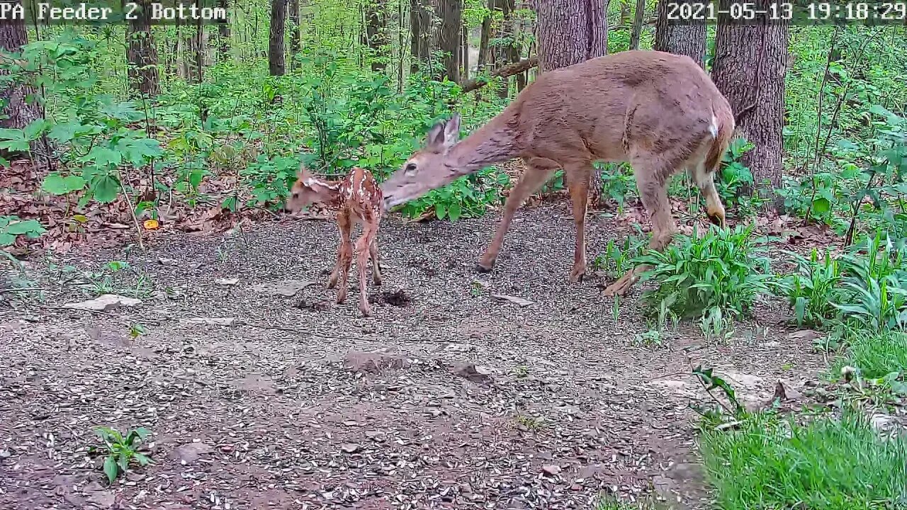 Mom and fawn under PA Bird Feeder 2 cam 5-13-2021