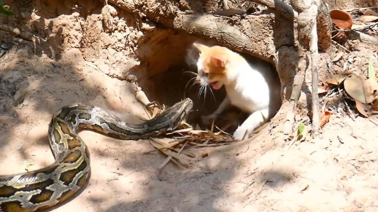 Python Attack Cat Family - Wild Animal Attack