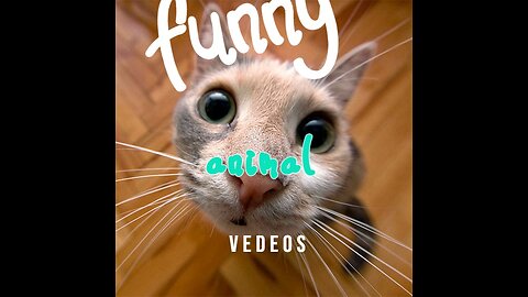 funny animal vedeos