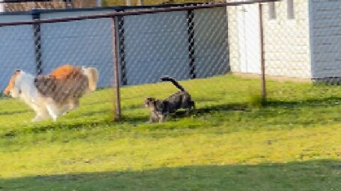 Cat theo chased the dog into the house