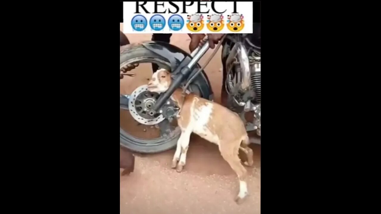 Helping videos no more birds animals 🥺🥺🥺ðŸ˜ðŸ˜ðŸ˜ðŸŒ¿ðŸŒ¿