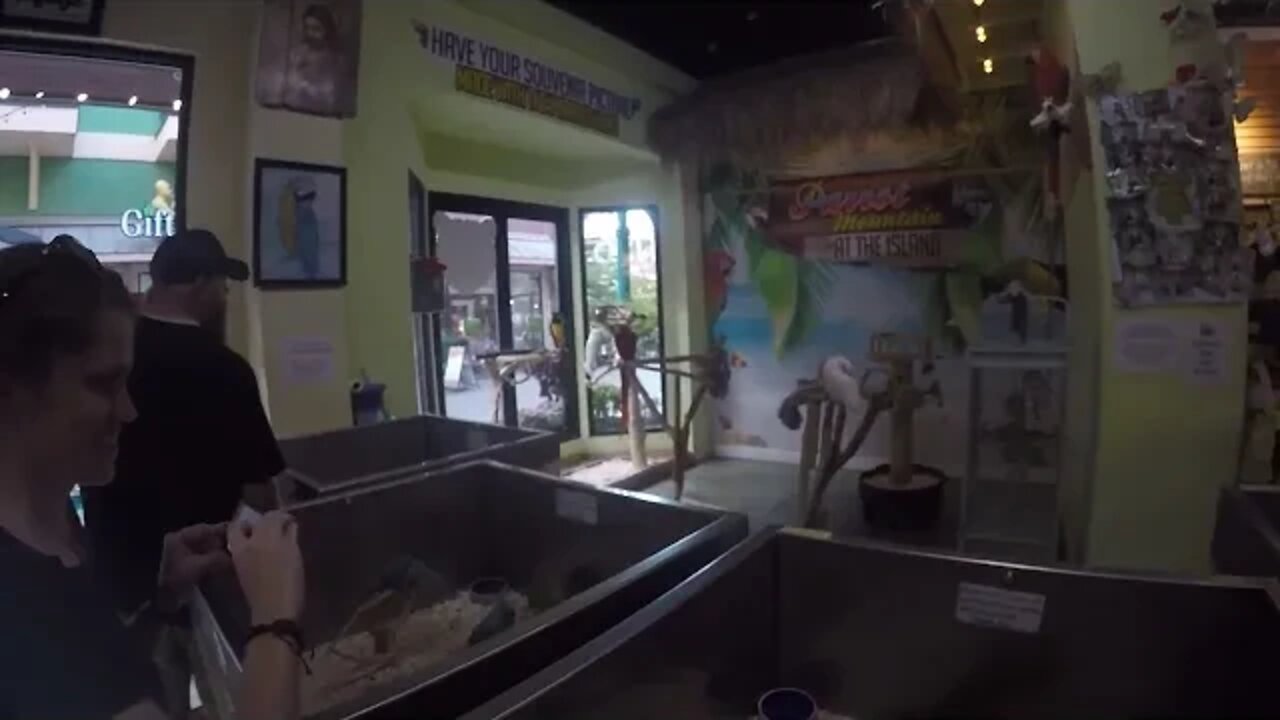 Parrot Mountain At The Island