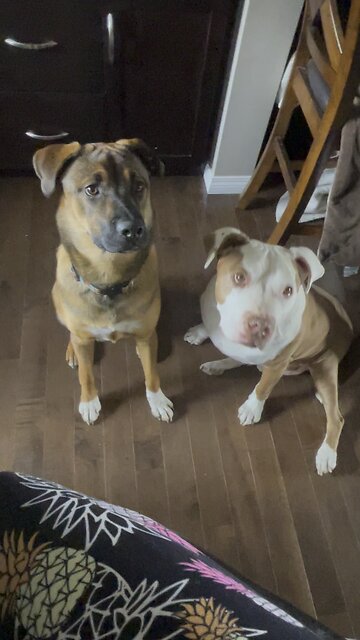 Who has the best fork manners? #dogs #steak #manners #training