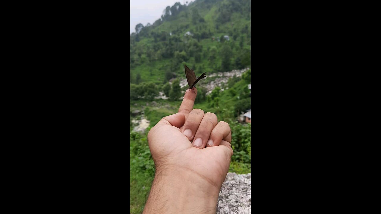 butterfly