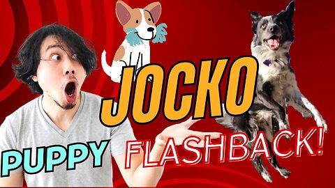 Jocko Puppy Flashback- Insanely Cute Playtime