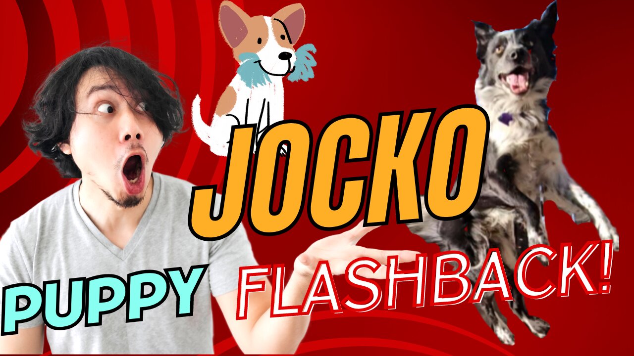 Jocko Puppy Flashback- Insanely Cute Playtime