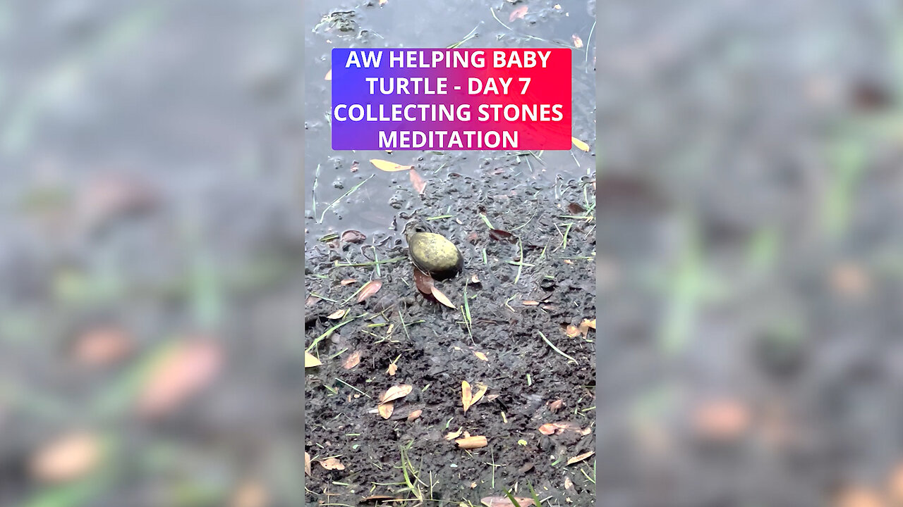 AW Helping Baby Turtle - Day 7 Collecting Stones Meditation Journey