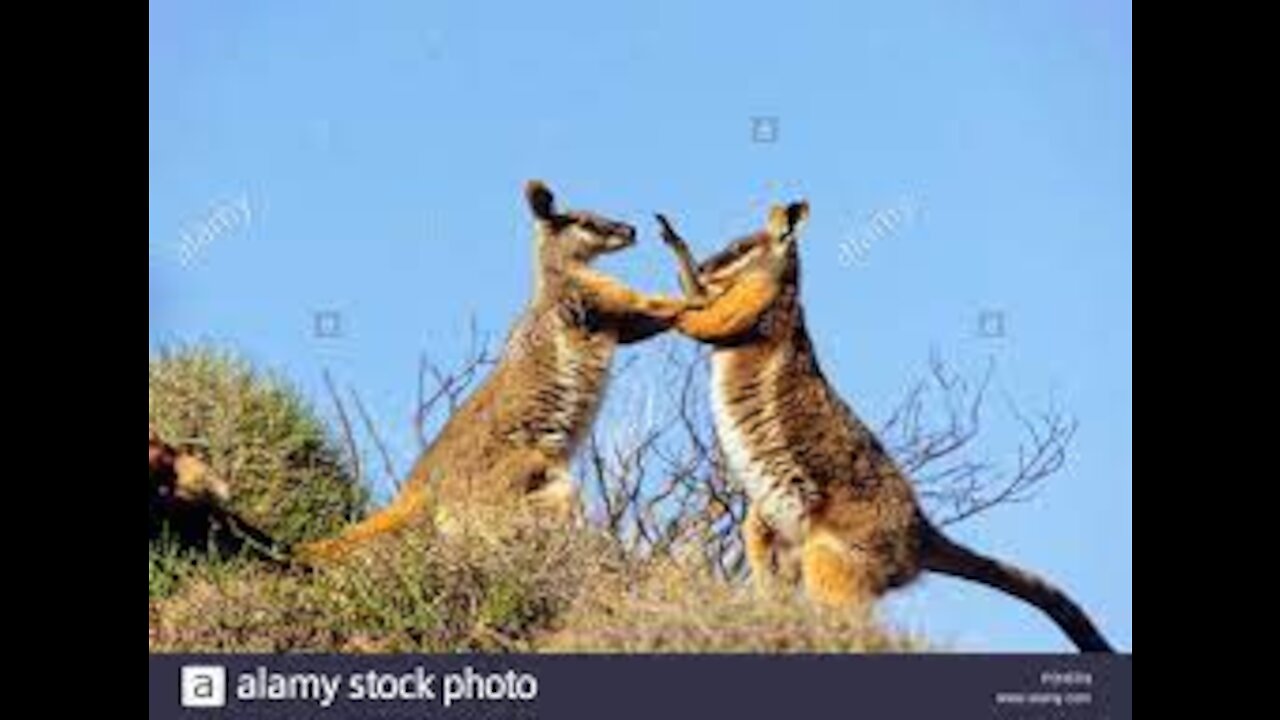 Wallaby Fight on the beach of Cape Hillsborough