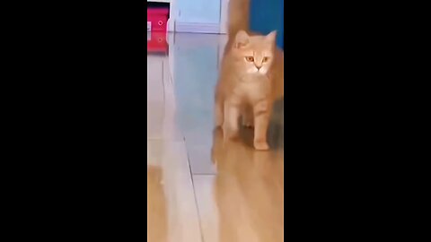 Cat walking comedy