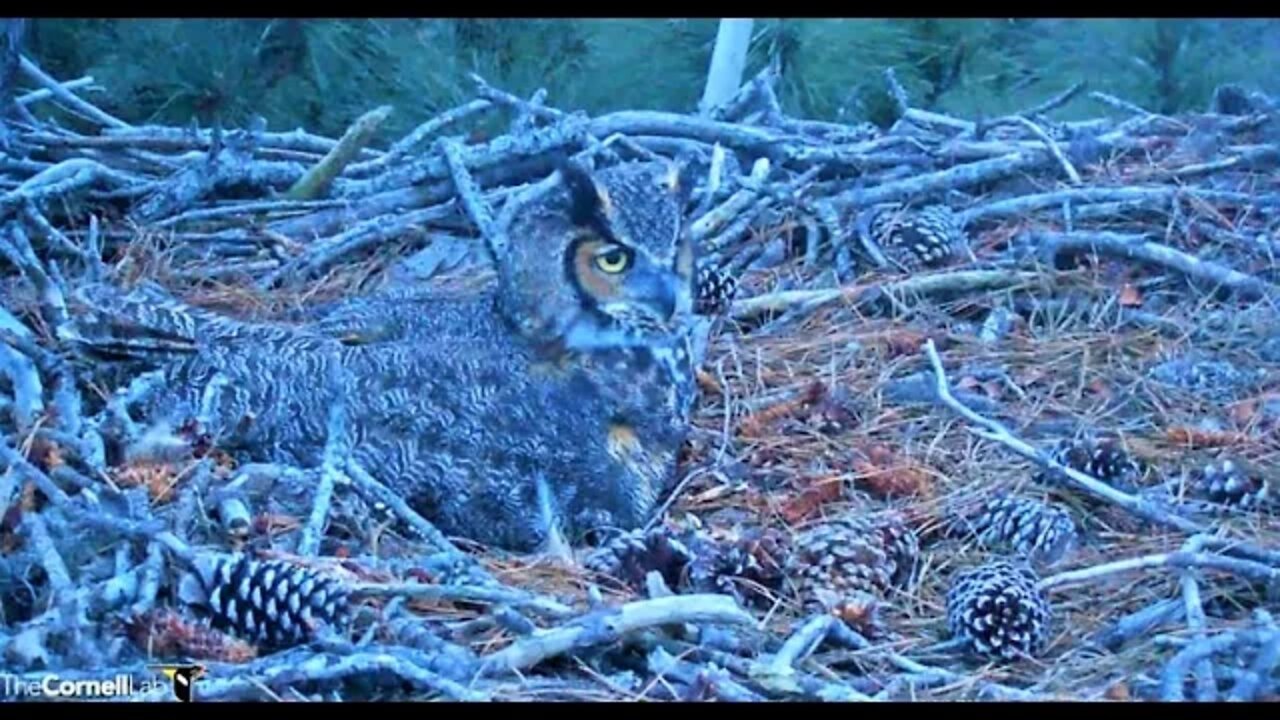 Mom Takes Her Evening Break-2 Views 🦉 2/12/22 18:22