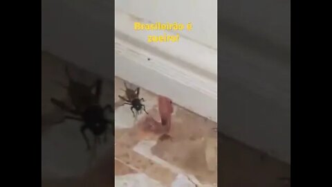 Brasileiro é zoeiro!