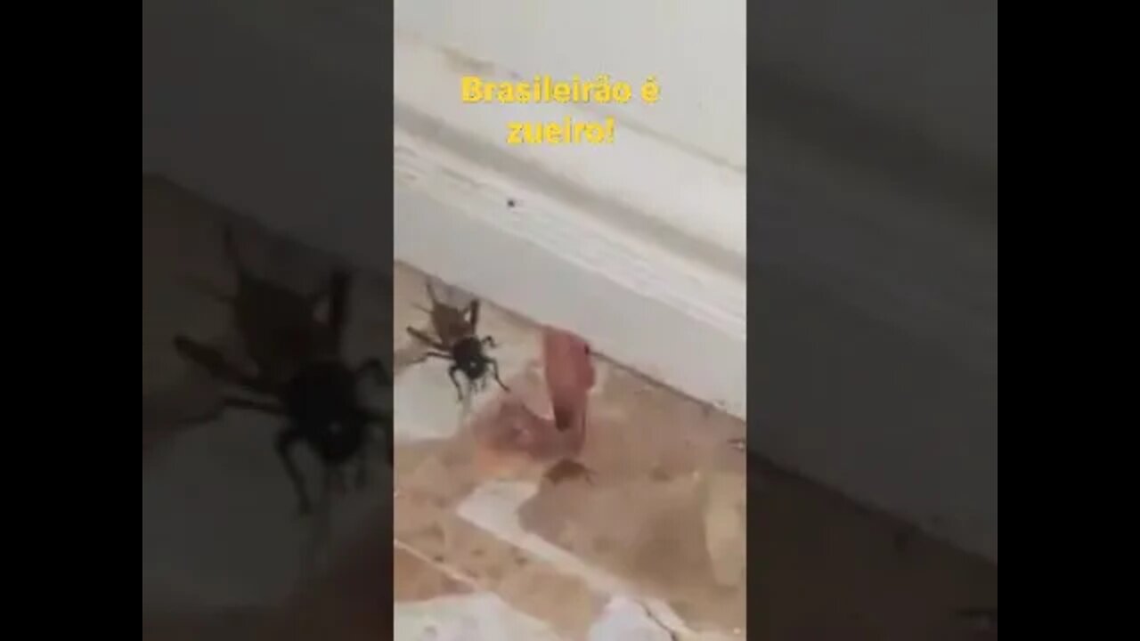 Brasileiro é zoeiro!