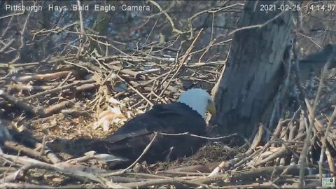 Hays Dad plays with corn husk in nest 2021 02 25 14:13:39