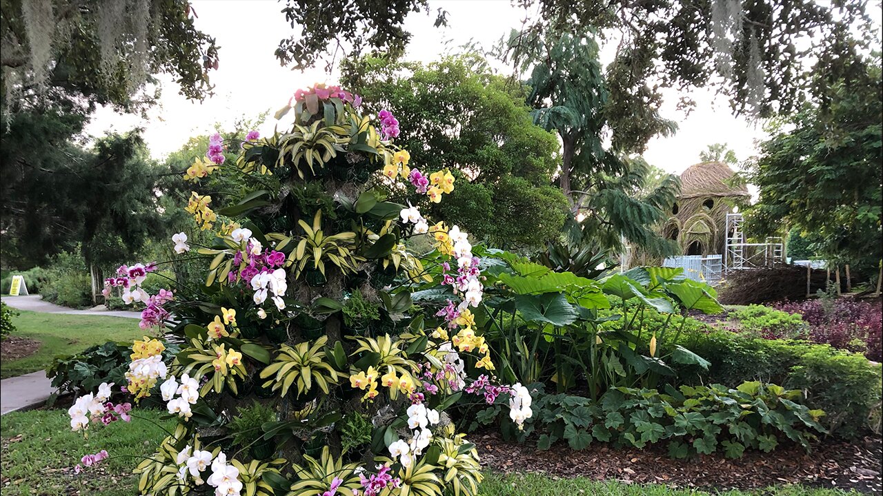 Tropical Christmas Trees on display at Mounts Botanical Garden