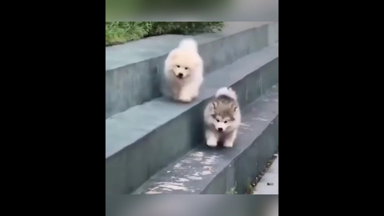 Sweet, Cute Puppies Doing Funny Things.