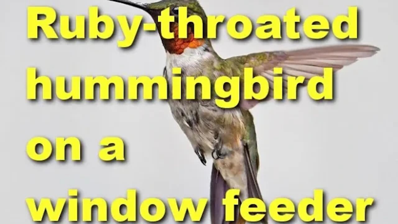 Hummingbirds feeding on a window test tube feeder!