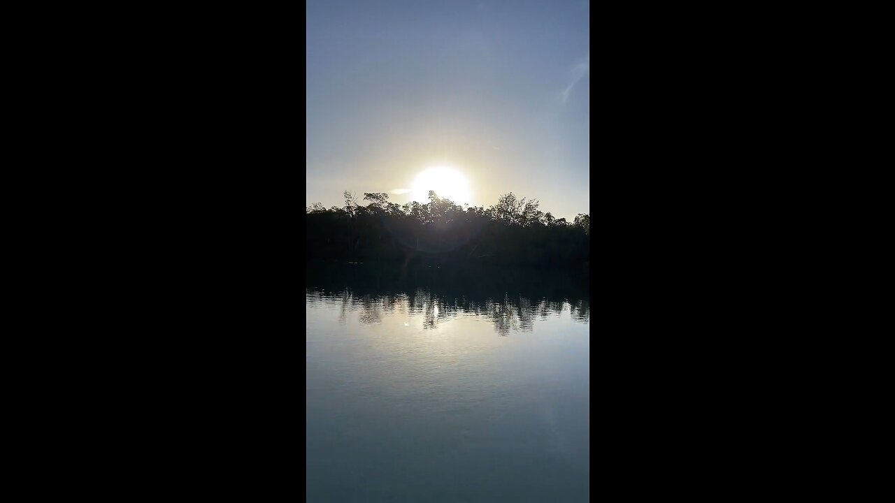 Livestream Clip - Dolphins At Little Hickory Beach Before Ian Part 1