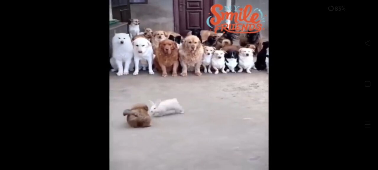 New Funny Videos 2024 😍 Funniest Cats & Dogs Videos🐶😹