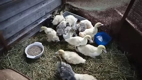 Muscovy Ducklings, early morning. loving their water 23rd May 2021