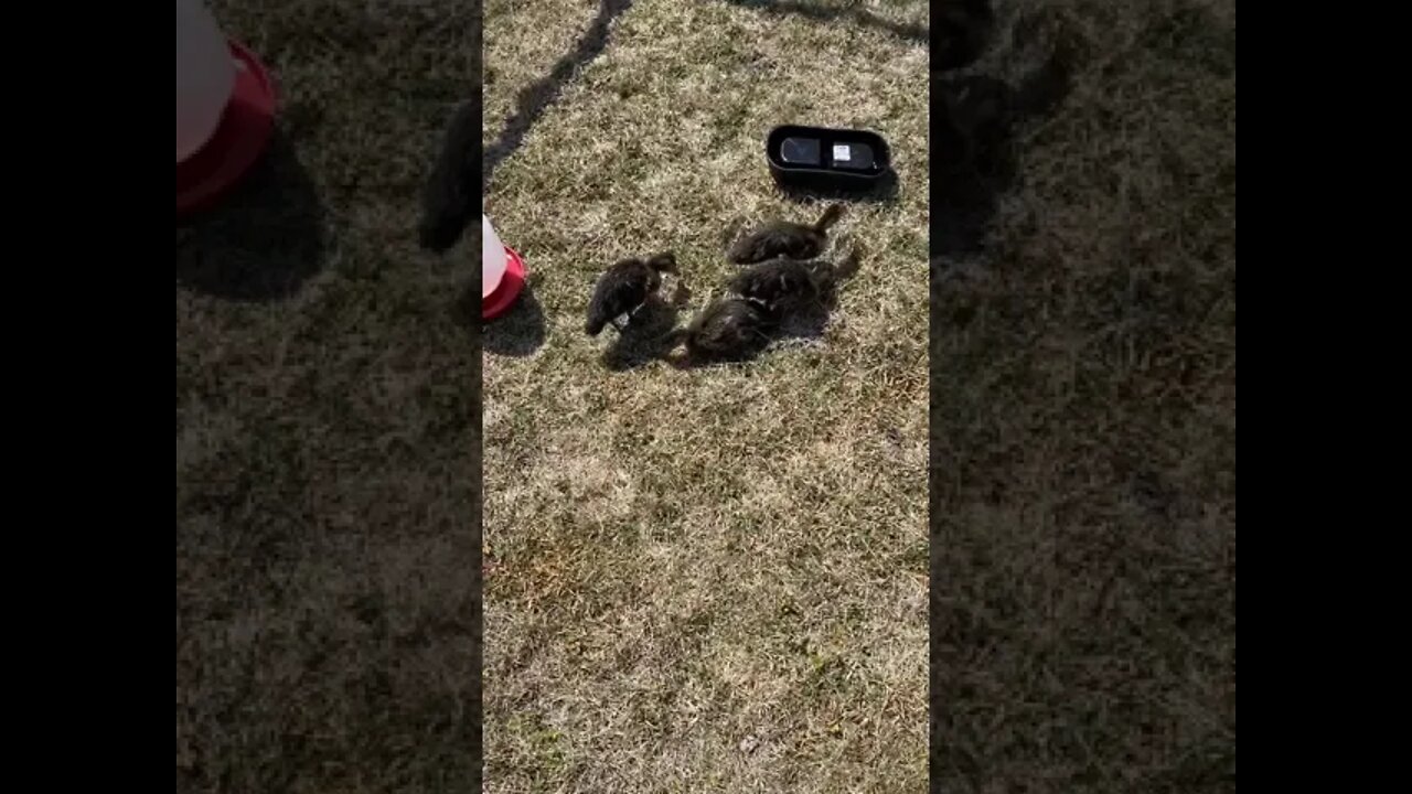 Baby Mallards Mealworm Feeding Frenzy!