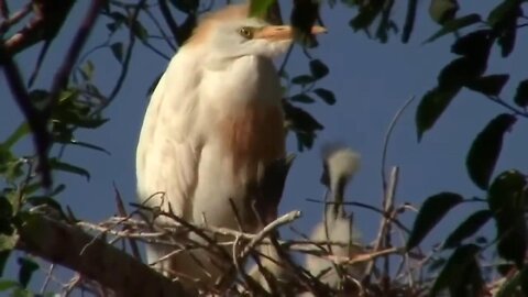 Cattle Egrets in Rookery With Babies, and Roaming With Cattle