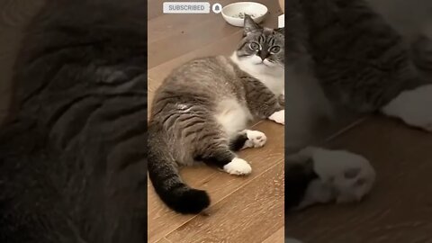 cute cat videos 😹 funny videos 😂💛