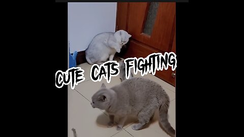 Cat is funny
