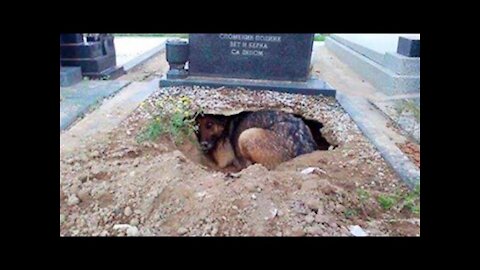 True Story Behind The Grieving Dog In The Graveyard Pic That Broke The Internet's Feels