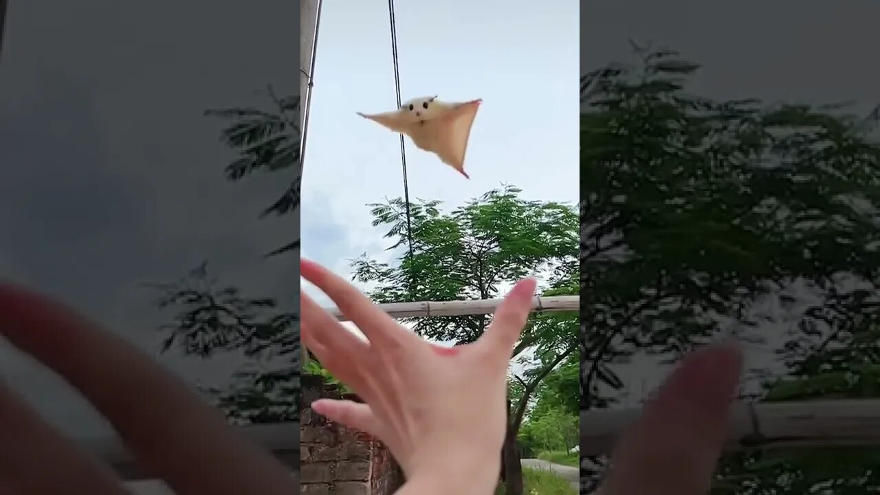 flying squirrel cute sugar glider flying and landing in hand shorts